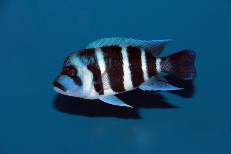 Cyphotilapia gibberosa 'Moliro'